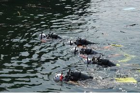 写真：水面移動