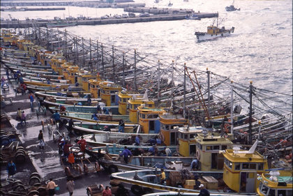 写真：箕島漁港水揚げ風景