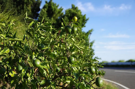 写真：夏のみかん海道