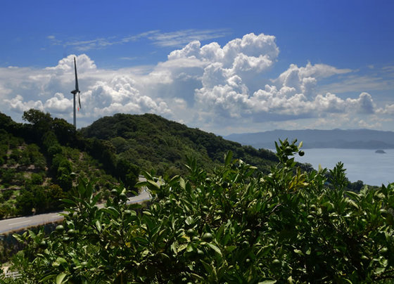 写真：優秀賞『みかん畑の中のみかん海道』