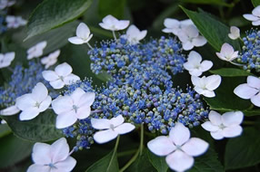 薄紫色のアジサイの花の写真