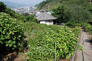 上から見た本堂とアジサイの写真（5月29日）