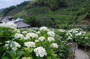 上から見た本堂とアジサイの写真（6月6日）