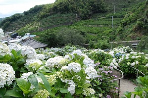 上から見た本堂とアジサイの写真（6月12日）