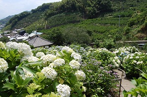 上から見た本堂アジサイの写真（6月9日）