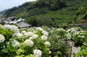 上から見た本堂アジサイの写真（6月9日）