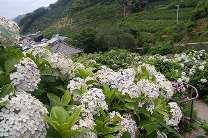 上から見た本堂とアジサイの写真（6月27日）