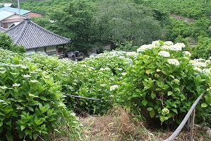 上から見た本堂とアジサイの写真（6月4日）