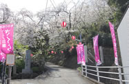 写真：歩道沿いの桜