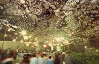 写真：ウエノ公園の桜