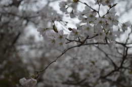 桜の花の写真