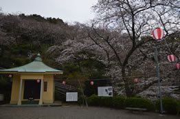 豊松堂と桜の写真