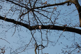 咲き始めの桜の枝の写真