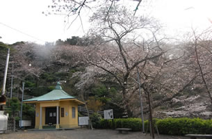 見頃になった豊松堂前広場の桜の写真