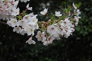 桜の花の写真