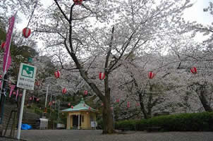 満開になった豊松堂前広場の桜の写真