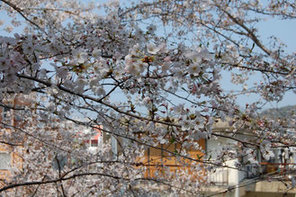 見頃の桜と公園からの眺望写真