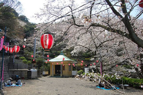 桜が見頃になった豊松堂前広場の写真