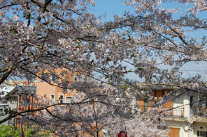 満開の桜と公園からの眺望写真
