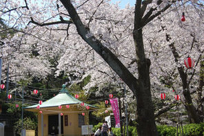 豊松堂前広場の満開の桜写真