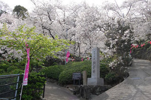 満開になった顕彰碑周辺の桜の写真