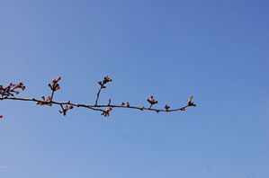 咲き始めた桜の枝先の写真