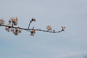 満開の桜の枝先の写真