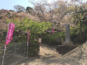 5割程度散った顕彰碑周辺の桜の写真