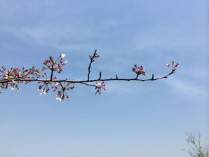5割程度散った桜の枝先の写真