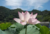 写真：横から見たハスの花