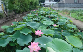 箕川に咲くハスの写真