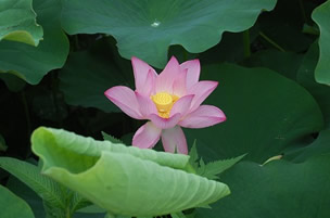 大賀ハスの花の写真（6月13日）