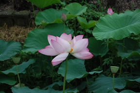 大賀ハスの花の写真（6月28日）