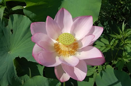 大賀ハスの花の写真（7月19日）