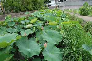 咲き始めの大賀ハスの写真（6月15日）