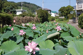 見頃の大賀ハスの写真（7月19日）