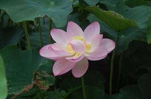 大賀ハスの花の写真（7月8日）