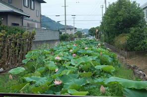 見頃の大賀ハスの写真（7月8日）