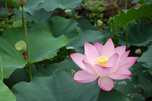 見頃の大賀ハスの花の写真