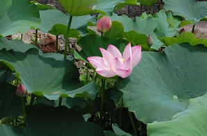 咲き始めの大賀ハスの花の写真