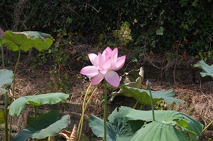 見頃になった大賀ハスの花の写真